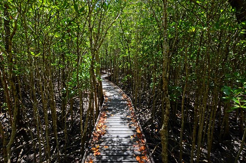 mystery journey cairns mangroves pathway avicenniamarina rhizophoraceae wayforward ceriopsaustralis ceriopsdecandra pathleadseveron