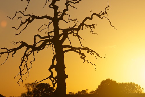 autumn sunset sun tree dead tramonto sole albero