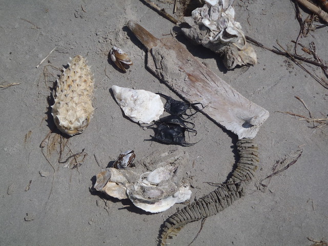 There is lots of great stuff to find on Kiptopeke's beach--you never know what might be on the scavenger hunt