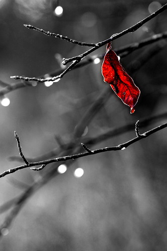 morning winter tree ice sunrise leaf blatt eis sonnenaufgang morgen baum mindelsee
