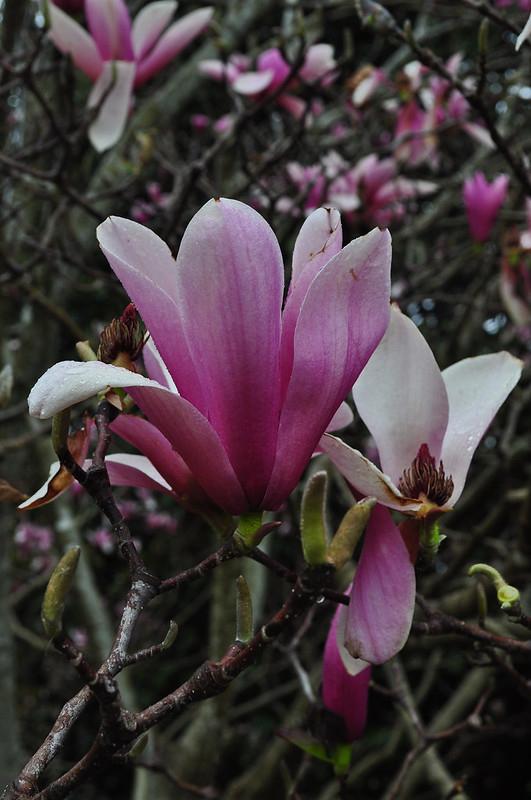 Magnolia x 'Heaven Scent' (2)