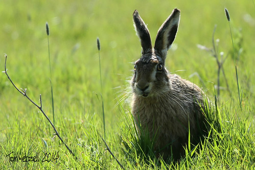 HARE at ELMLEY MARSHES: SHEPPEY: KENT.