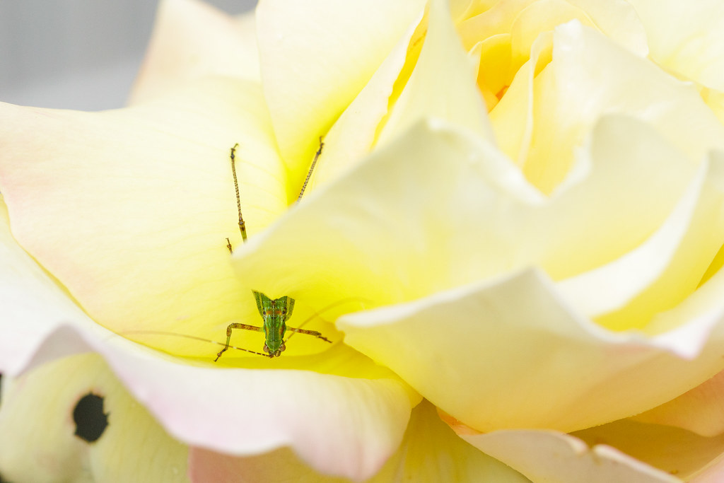 A young fork-tailed bush katydid nymph nestled in a rose blossom