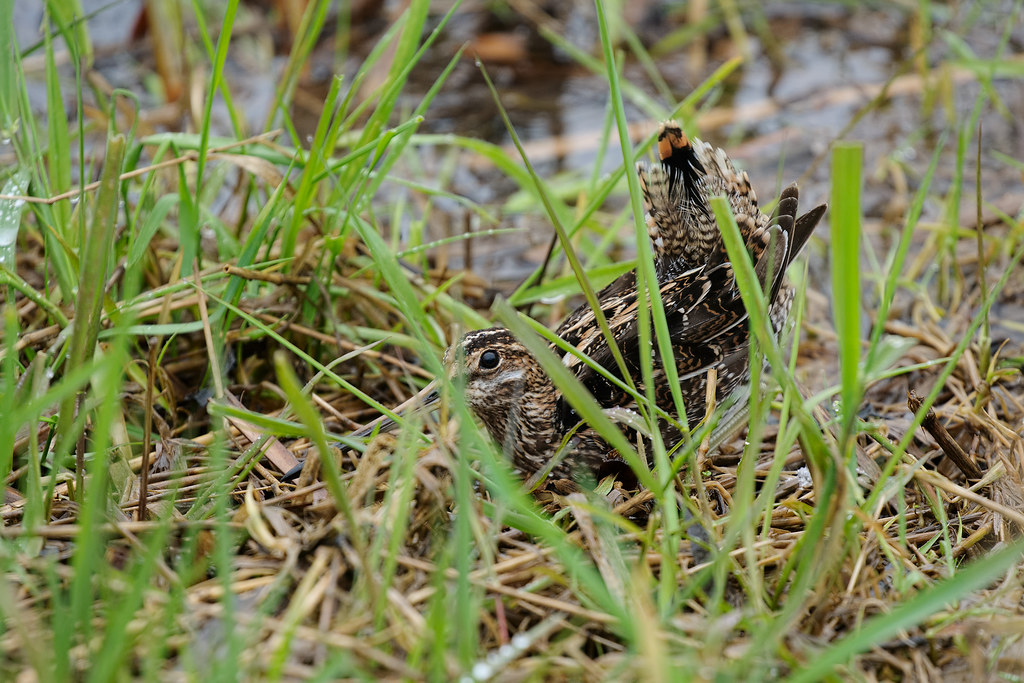 A Wilson's snipe in a display pose