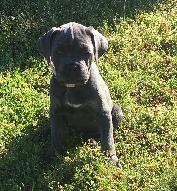 Cane Corso Pictures and Informations