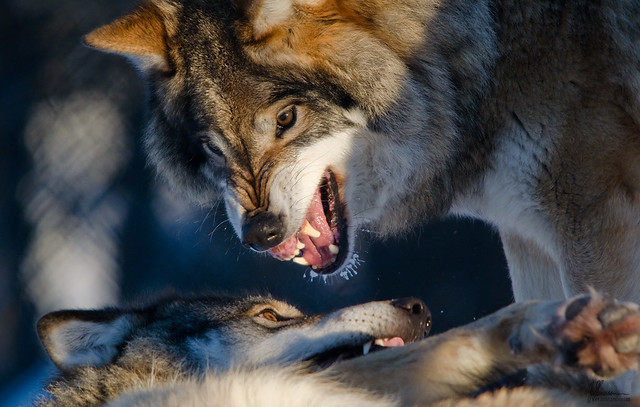 Wolves talking | Flickr - Photo Sharing!