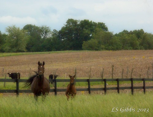ohio horses horse brown green field fence spring mare farm sony may alpha racehorse filly foal a230 pickawaycounty 2013 standardbreed ruralohio ohiofoothills