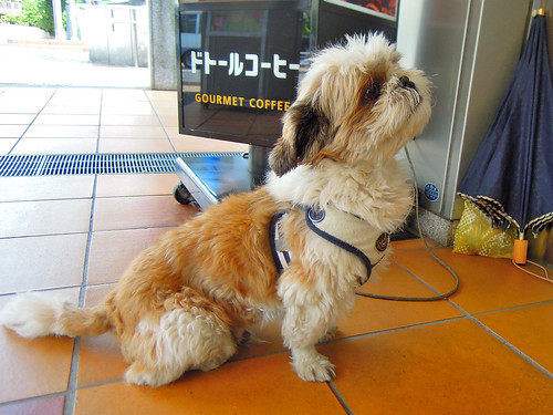 主人を待つ犬 (Dog waiting for his master)
