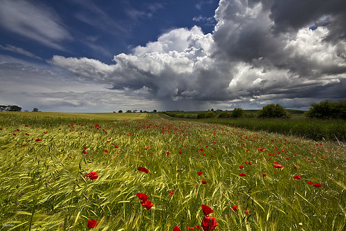blue red england sky cloud sunlight colour crimson field weather clouds landscape colours sigma east alnwick northumberland crop poppy poppies