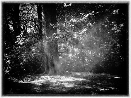 wood blackandwhite sunlight tree nature leaves forest mono phone samsung spotlight smartphone mobilephone stokeontrent sunbeam sunray trentham monkeyforest 10000views galaxys4