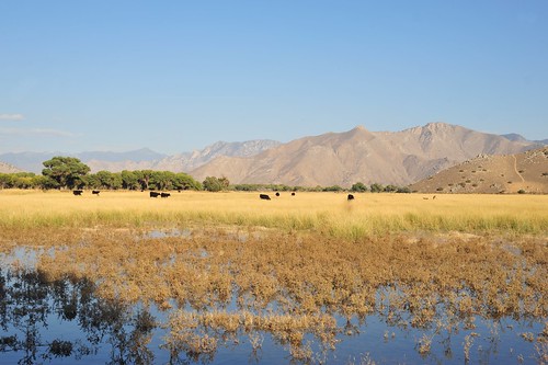 california cows kern pasture highdesert kernville