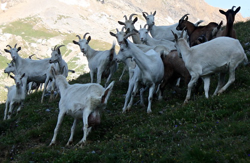 nature suisse animaux valais fully montagnes chèvres cabanes fénestral