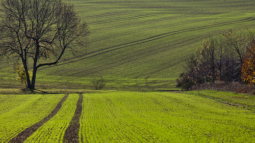 autumn light shadow color green leave field leaves canon germany deutschland thüringen herbst thuringia blätter bunt ef70200mmf4lisusm canoneos5dmarkii
