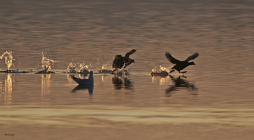 sunset lake birds lago tramonto uccelli ghostbuster gigi49