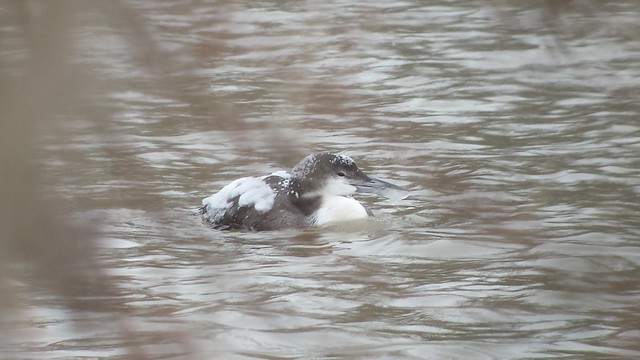 Common Loon (Released previous day by rehabbers)