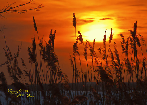 winter sunset nature wetlands marsh silhouetted winterscape “new jersey” richarddekortepark “meadowlands” nj” “lyndhurst