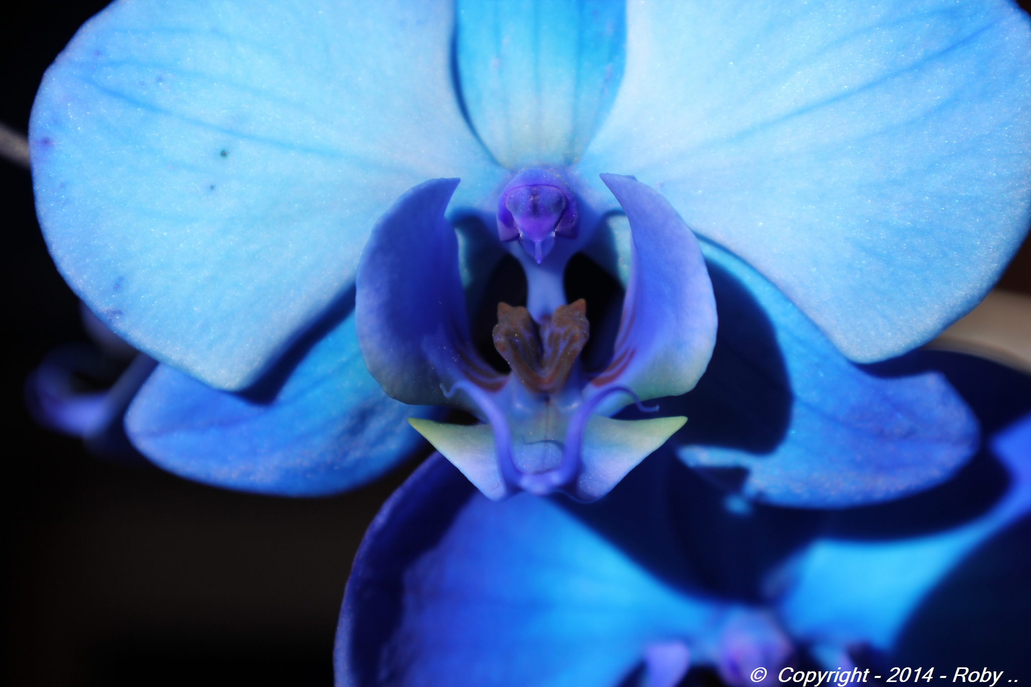 Orchidée -2014 - img.Roby