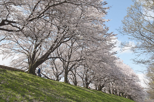 【写真】2014 桜 : 背割堤/2020-12-09/IMGP5790