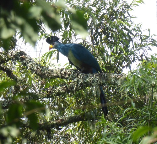 birds aves africa uganda turaco greatblueturaco bwindiimpenetrableforestnationalpark corythaeolacristata