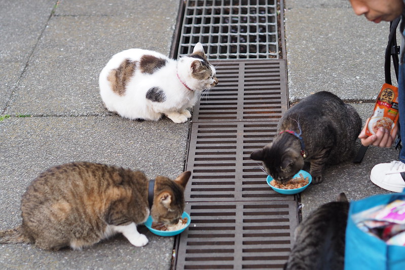東池袋中央公園の猫。ご飯を食べる茶キジ、キジ虎1号、待つキジブチ。
