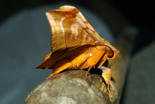 erebidae moth lepidoptera