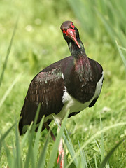 Cigüeña negra / Ciconia nigra/ black stork