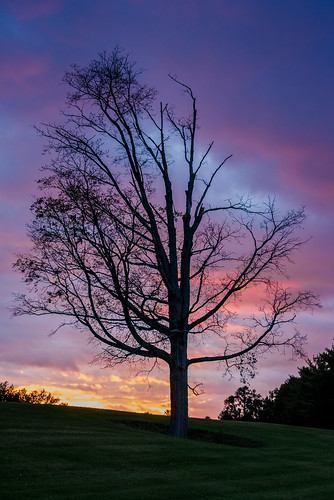 sunset tree grass clouds 50mm oak nikon hills d800