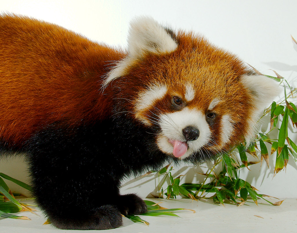 Red Panda (Ailurus fulgens)_34