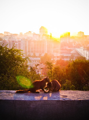 morning cats sun love sunshine animals cat sunrise russia cityview rostov ростов ростовнадону
