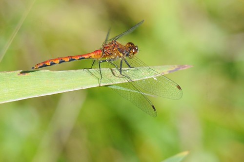 lake robert up mi forest bug insect fly long dragon dragonfly michigan ottawa upper national peninsula kramer watersmeet whitefaced meadowhawk sympetrum abtrusum
