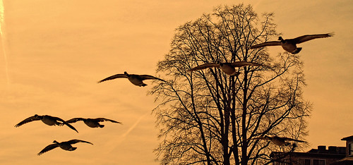 bird nature geese maryland havredegrace sonyslta57