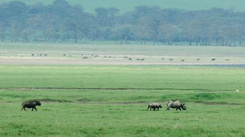tanzania ngorongoro rhino ngorongorocrater blackrhino arusha