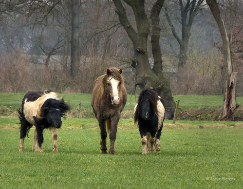 horses holland netherlands nederland pony ponies achterhoek paarden gelderland geesteren panasonicdmcfz150 1130811