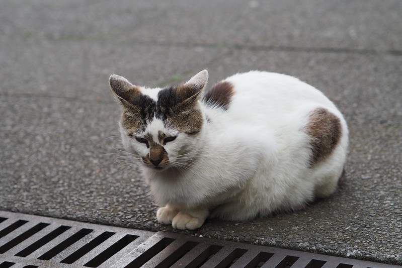 東池袋中央公園の猫。ご飯を待つキジブチ。