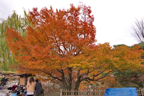 【写真】2012 紅葉 : 円山公園/2021-09-23/IMGP8005