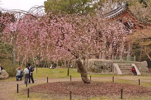 【写真】2013 桜 : 醍醐寺/2021-10-20/IMGP9085