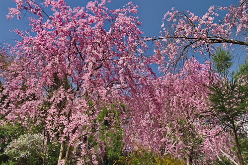 【写真】2013 桜 : 原谷苑（２）/2021-02-05/IMGP9968