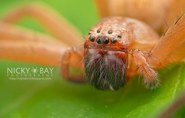 Huntsman Spider (Sparassidae) - DSC_1646