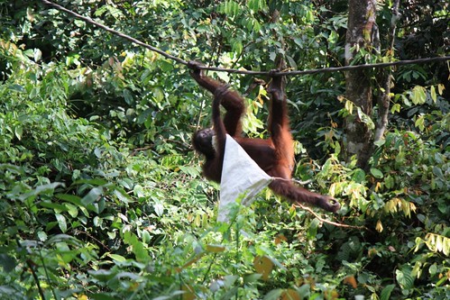 a new orangutan… late to the party