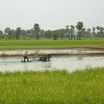 petchaburi-rice-fields1