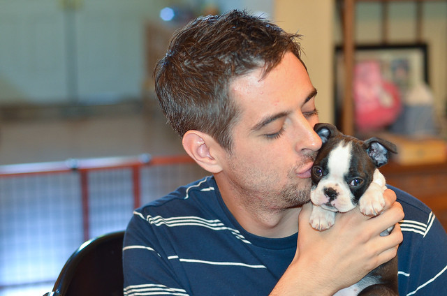 A young man kissing a Boston Terrier puppy.