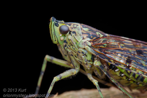 Lantern Bug (Dichoptera sp.) IMG_3287 copy
