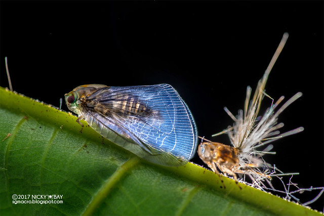 Moth-like planthopper (Ricaniidae) - DSC_2001