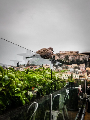 athens view acropolis greece ancient birds pigeon relax landscape cityscape city green trees nature