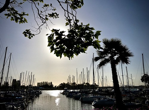 boats evening embarcadero oakland california harbor sunset trees palmtree masts silhouette bss