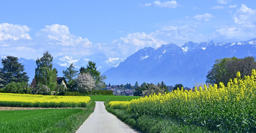 echandens vaud suisse paysages campagnes colza routes montagnes
