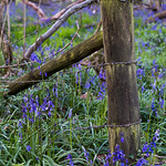 Bluebells and fence
