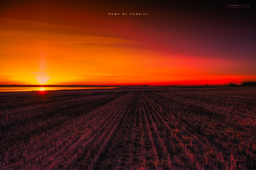 morning field lines rural sunrise photography dawn nikon country rows pasture prairie saskatchewan d800 patern ianmcgregor
