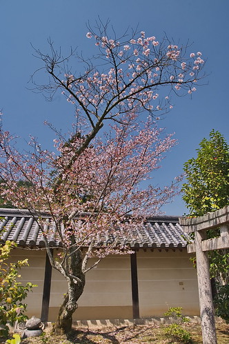 【写真】2013 桜 : 毘沙門堂/2021-03-09/IMGP9928