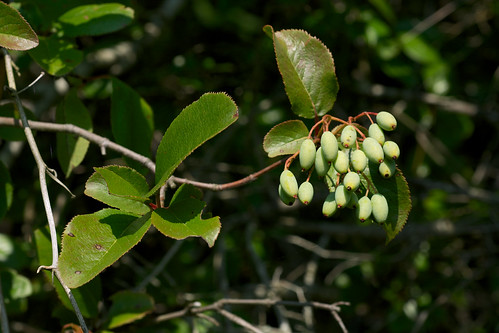 green fruit viburnum adoxaceae viburnumrufidulum rustyblackhaw